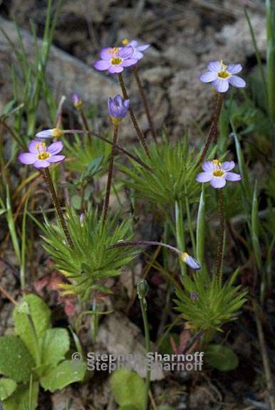 leptosiphon bicolor 2 graphic